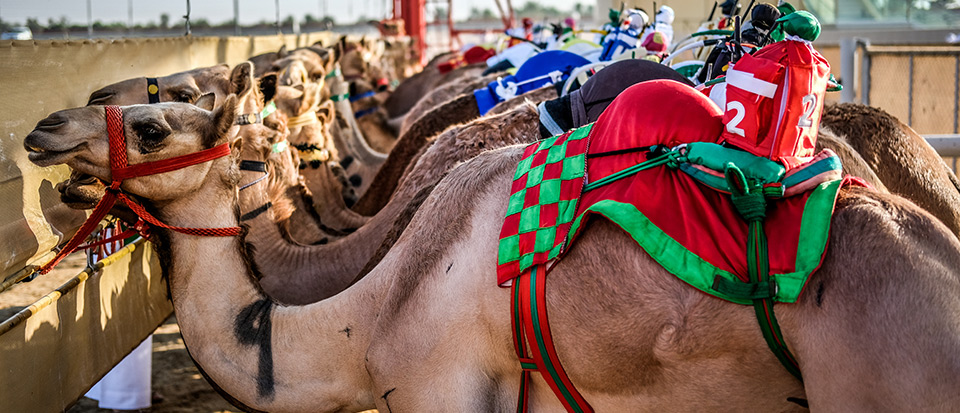 Activities in Dubai: Camel race